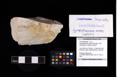 Foto (Objekt + Etikett) von Gyclosphaeroma remesi (Bachmayer, 1955)  (NHMW-GEO-2017-0089-0008)